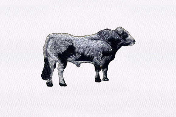 Gray and Black Cow: A Designer’s Real-World Review